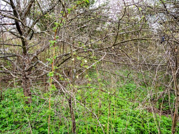 Underbrush Clearing in Brownsburg
