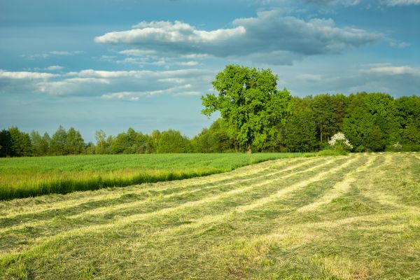 Vegetation Removal in Brownsburg
