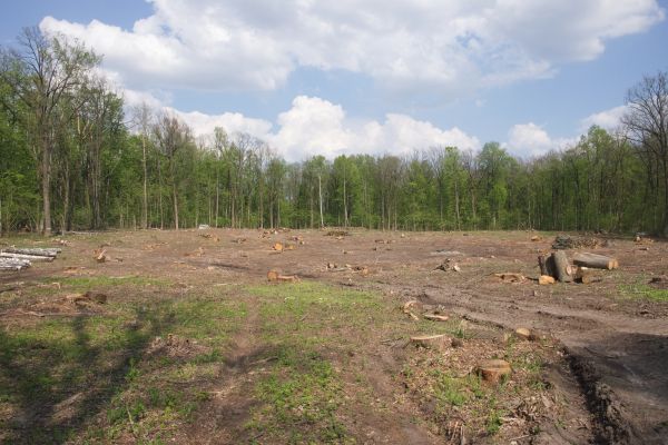 Cost of Pasture Clearing in Brownsburg