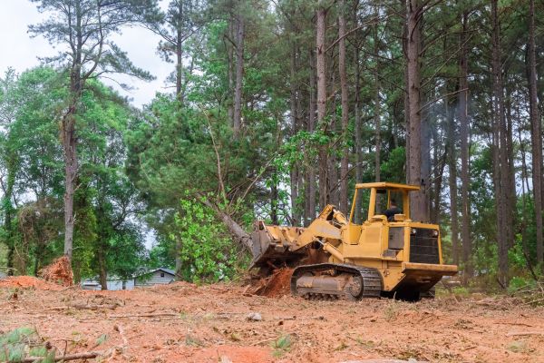 Forest Thinning in Brownsburg