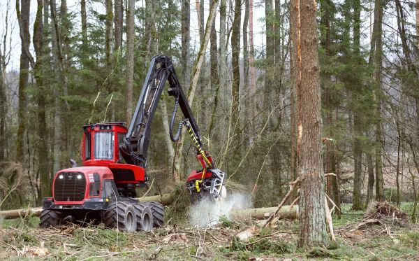 Cost of Forest Clearance Service in Brownsburg
